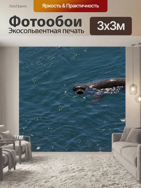 Фотообои морской лев
