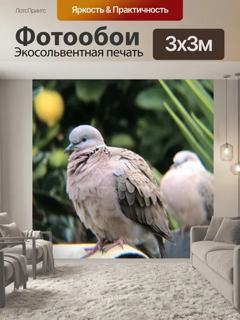 Фотообои Голубь