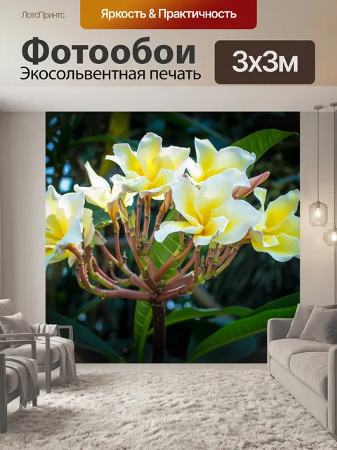 Фотообои Франжипани