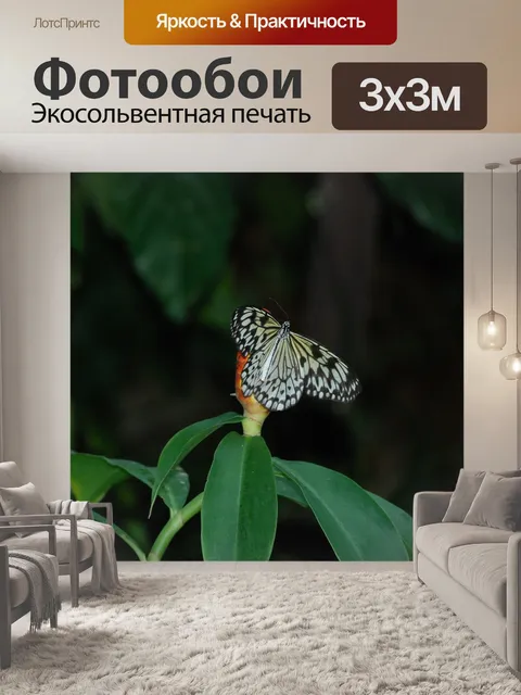 Фотообои Бабочка