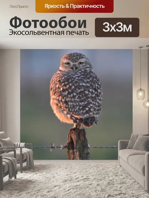 Фотообои Сова