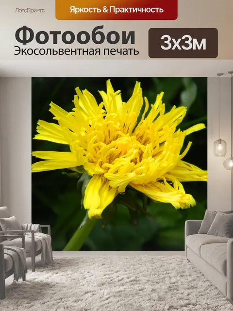 Фотообои Одуванчик