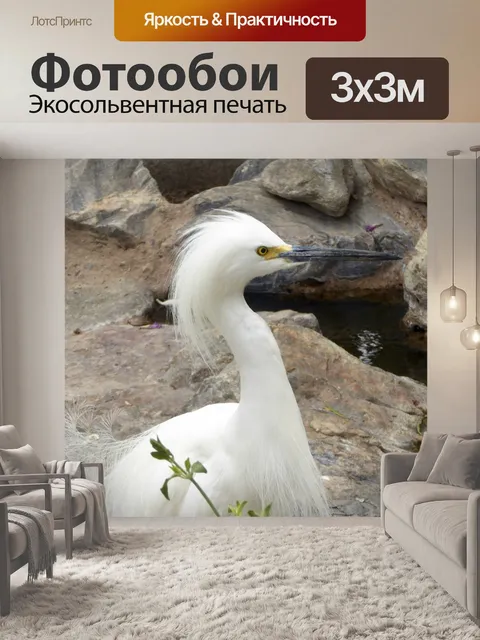 Фотообои Снежная цапля