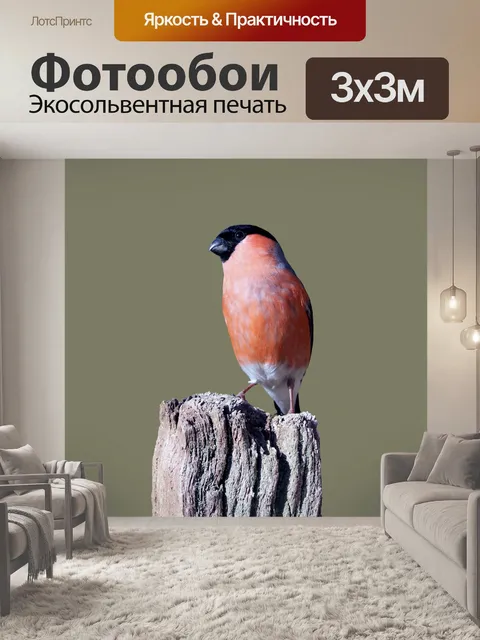 Фотообои Снегирь Птица