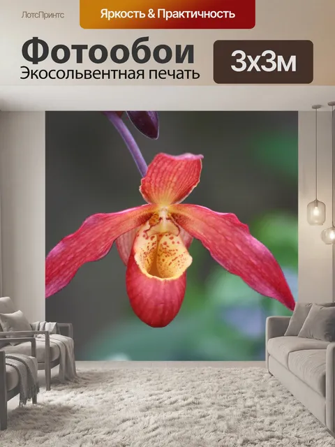 Фотообои Орхидея