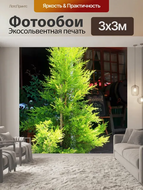 Фотообои хвойное дерево в горшке