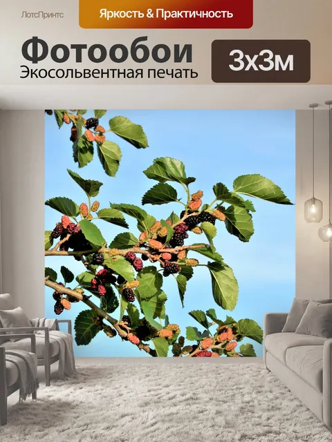 Фотообои Шелковица на ветке и голубое небо