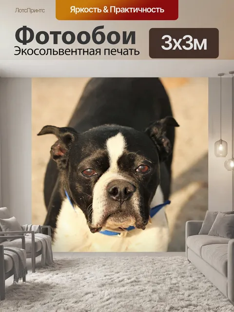 Фотообои Бостон-терьер крупным планом