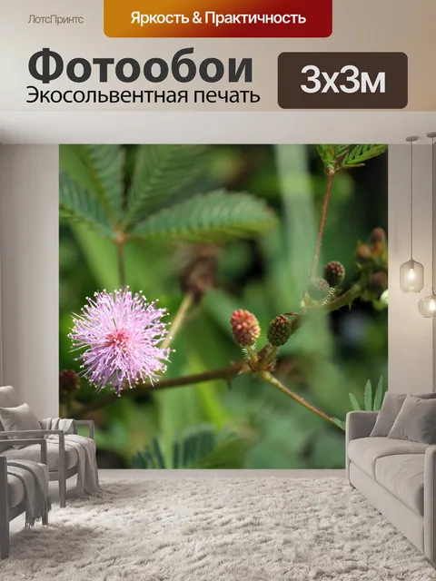 Фотообои Mimosa Pudica цветов и листьев