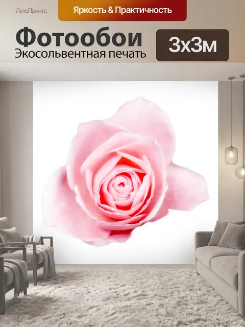Фотообои Окраска розовая роза