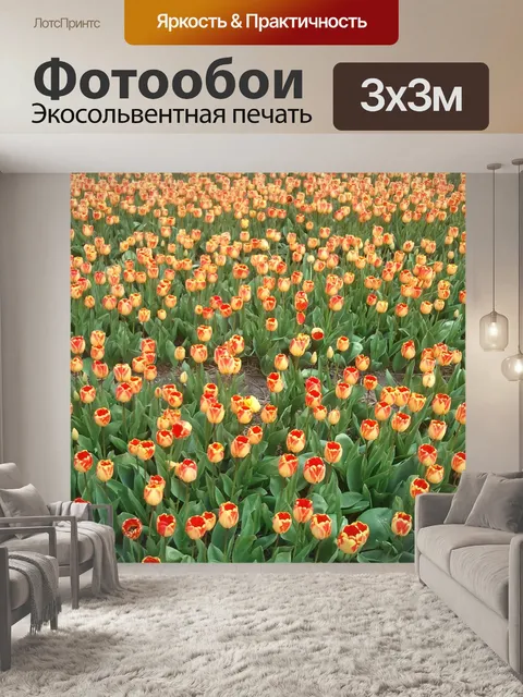 Фотообои Тюльпан