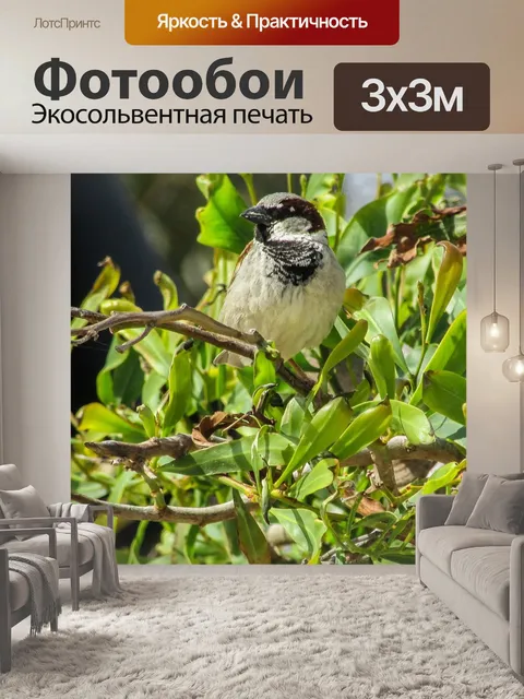 Фотообои Воробей