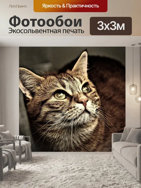 Фотообои Кот