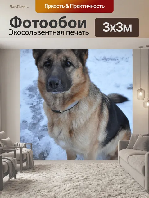 Фотообои Собака