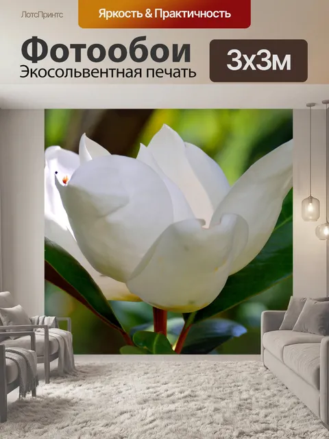 Фотообои Цветок магнолии