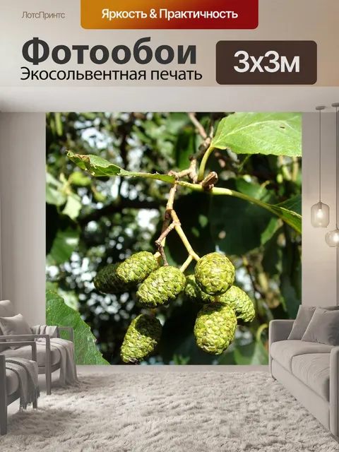 Фотообои Фрукты