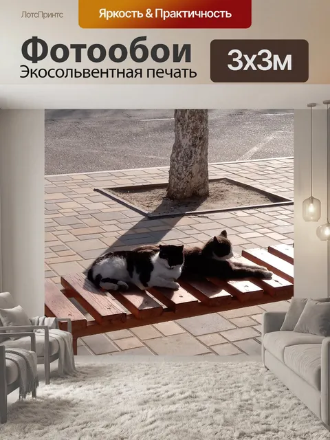 Фотообои Cats