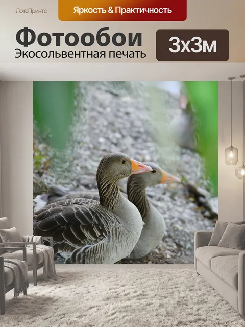Фотообои Кошка
