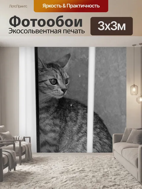 Фотообои Кошка