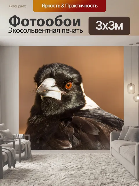 Фотообои Австралийский сорока