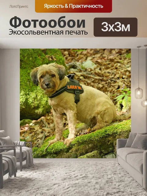 Фотообои Собака