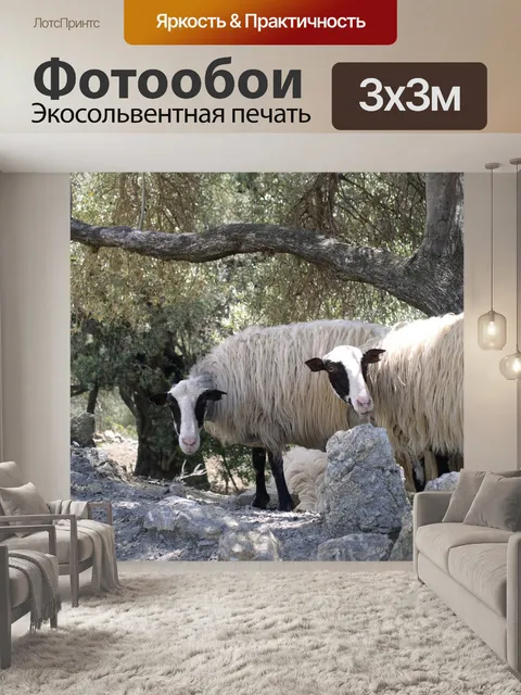 Фотообои Овец