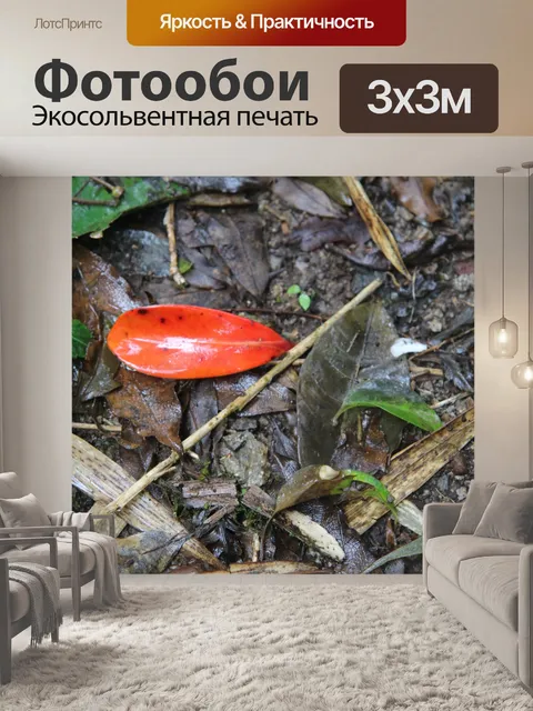 Фотообои Красный лист в тропическом лесу