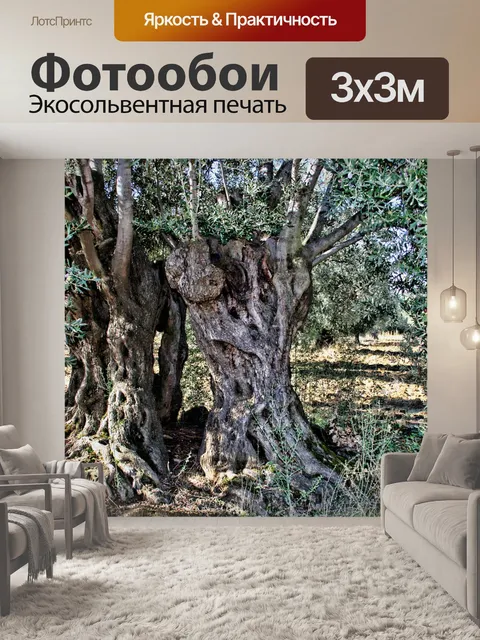 Фотообои Оливковое дерево