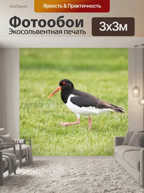 Фотообои Кулик-сорока