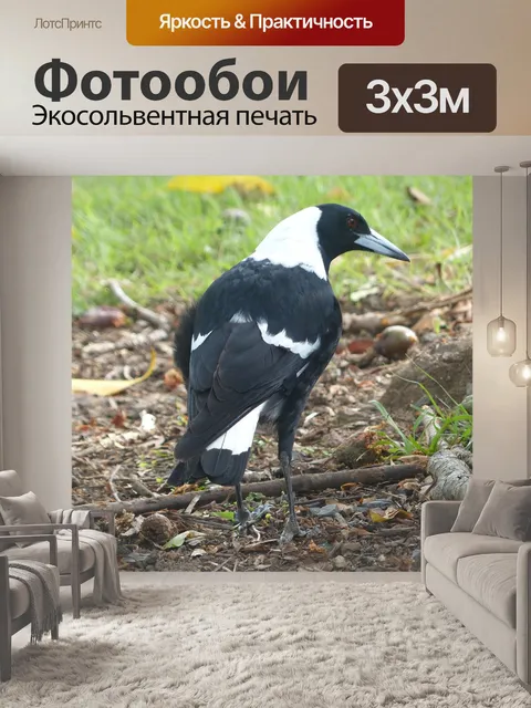 Фотообои Сорока