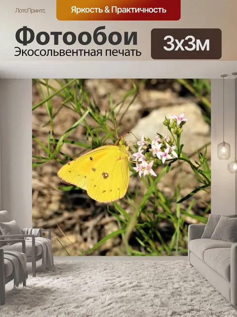 Фотообои Осажденная серная бабочка 2