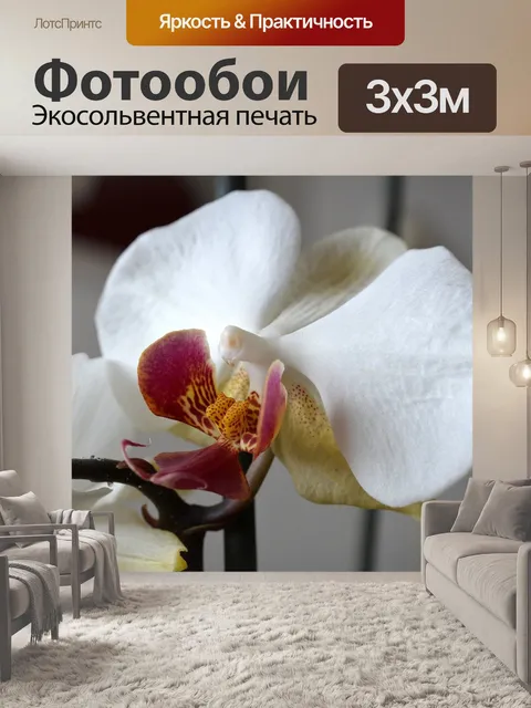 Фотообои Орхидея