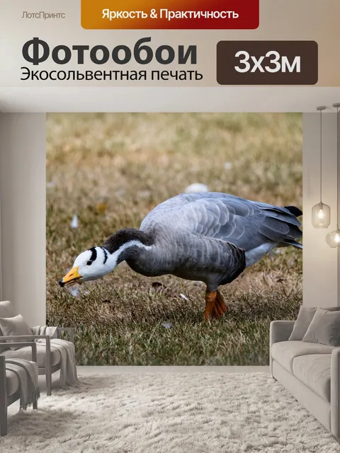 Фотообои Животные