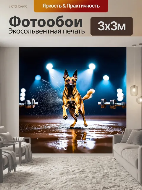 Фотообои бельгийская овчарка малинуа, прыгающая с земли в замедленном движении, ловит гантель с величественным грацией