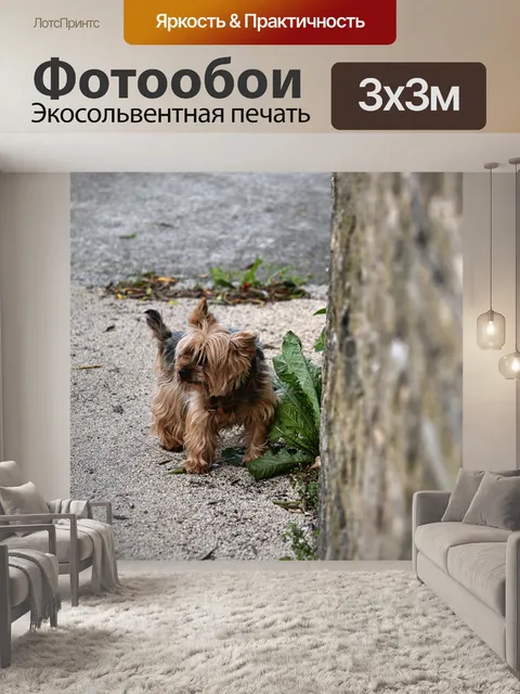 Фотообои Собака Йоркширский