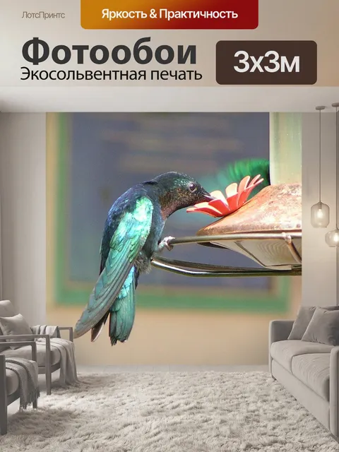 Фотообои Колибри