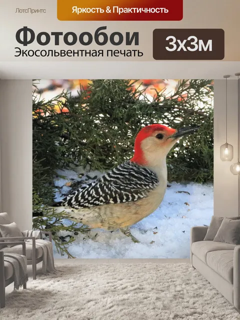 Фотообои Краснобрюхий дятел в снегу
