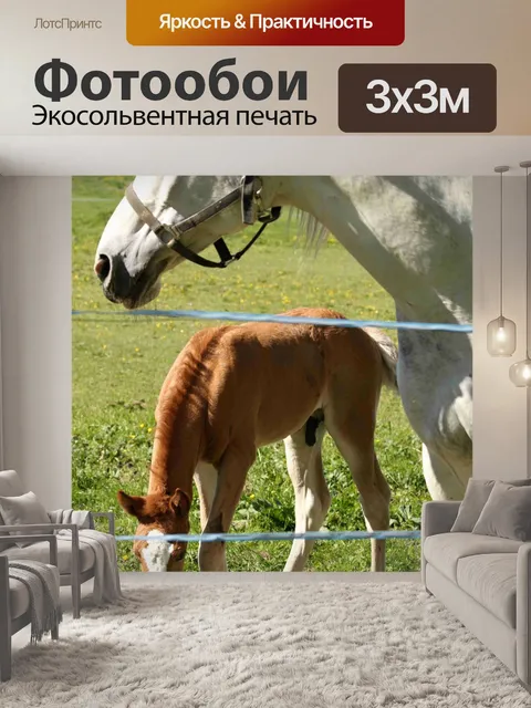Фотообои Лошадь
