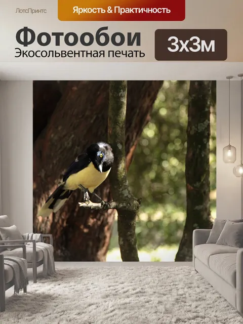 Фотообои Сорока