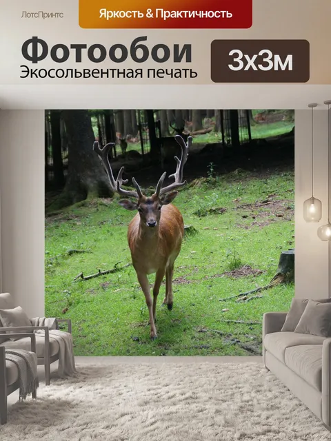 Фотообои Олень