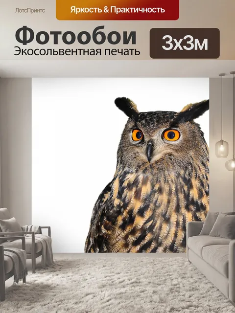 Фотообои Сова, изолированных на белом