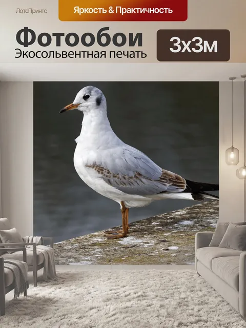 Фотообои Птица
