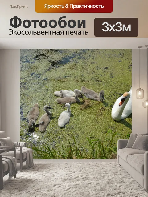 Фотообои Молодые лебеди