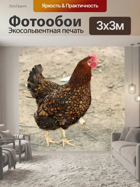 Фотообои Крупный план крупного цыпленка Golden Wy