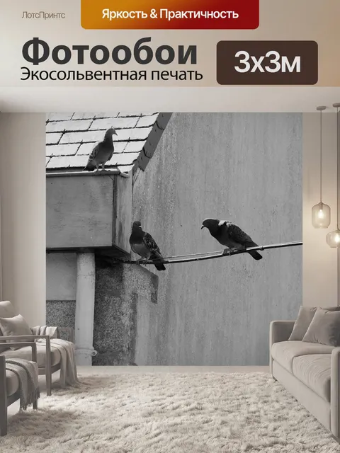 Фотообои Голуби на проводах