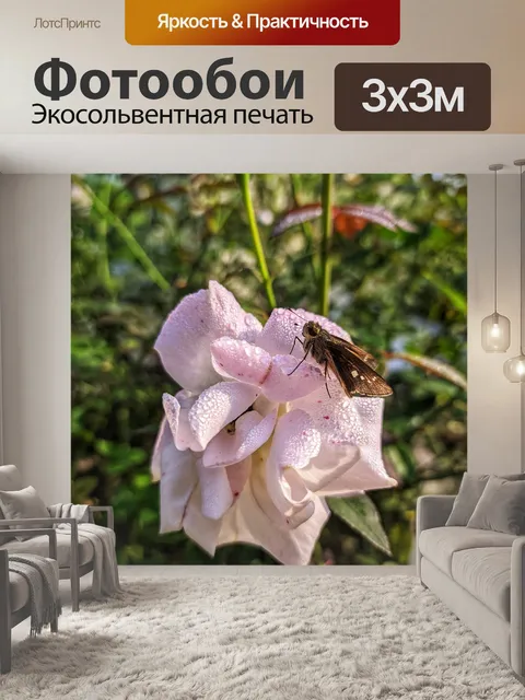 Фотообои Роза