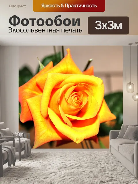 Фотообои Роза
