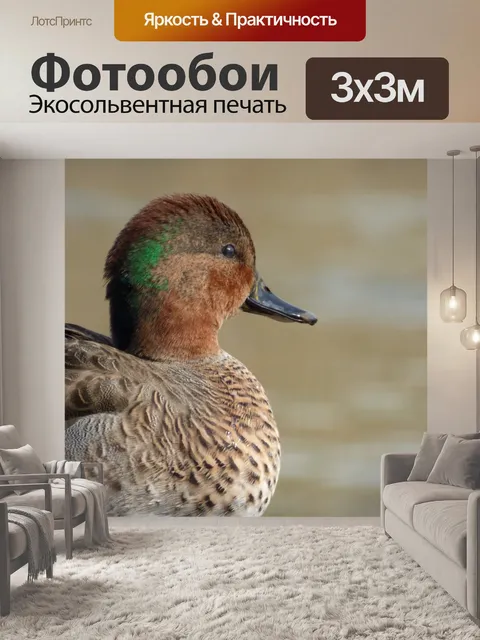 Фотообои Дак голова