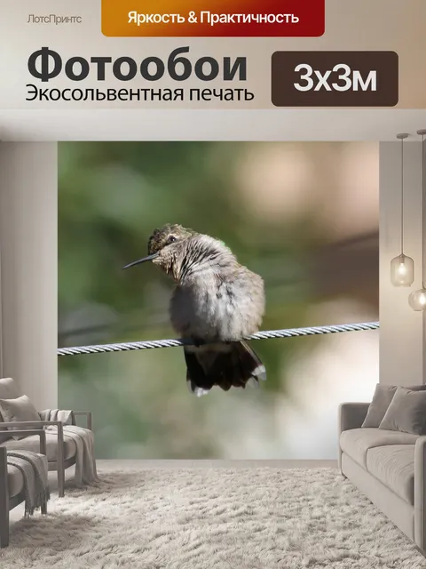 Фотообои Колибри