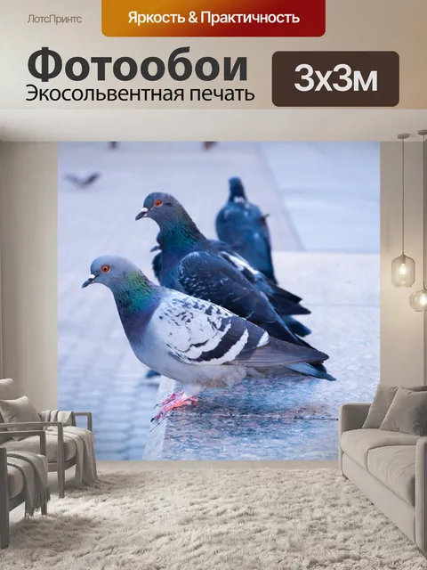 Фотообои Голубь